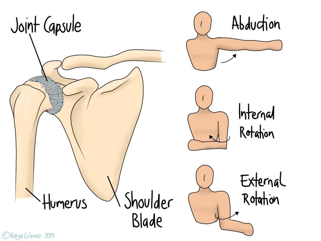 Frozen Shoulder anatomy and movement