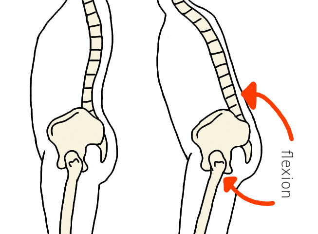 Hip & Knee Arthritis