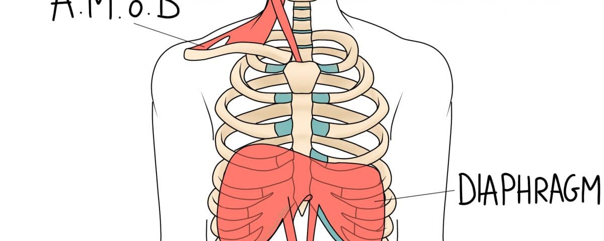 The diaphragm