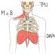 The diaphragm