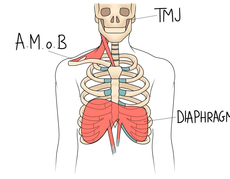 The diaphragm