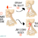 The Stomatognathic System