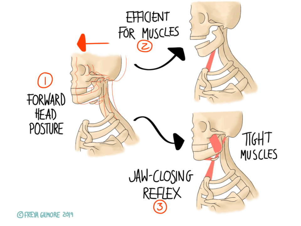 The Stomatognathic System