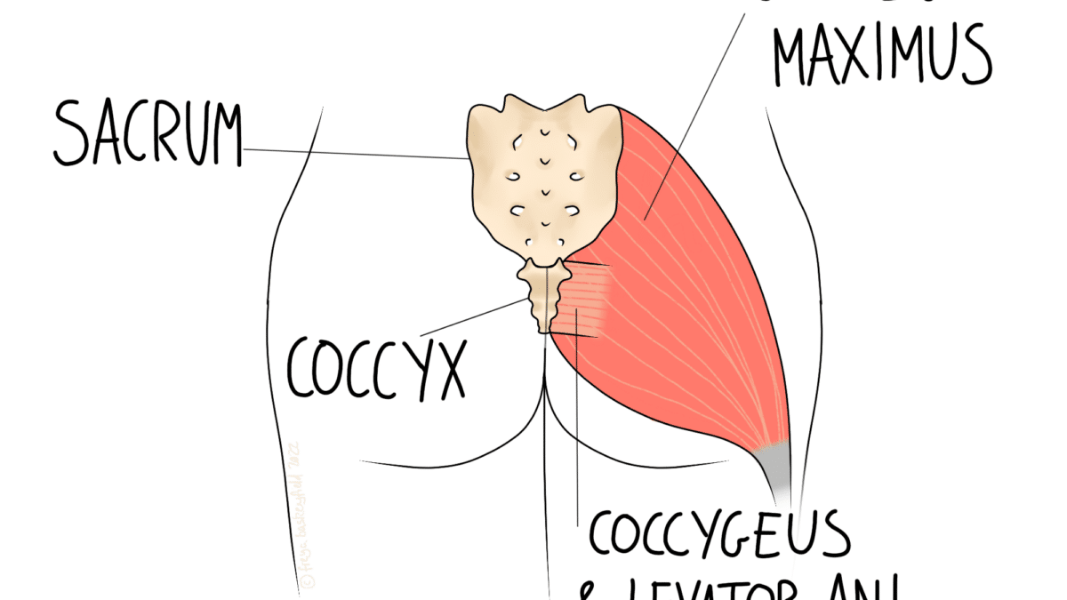 Coccydynia (Tailbone Pain)