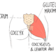 Coccydynia (Tailbone Pain)