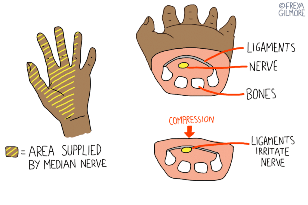 The carpal tunnel