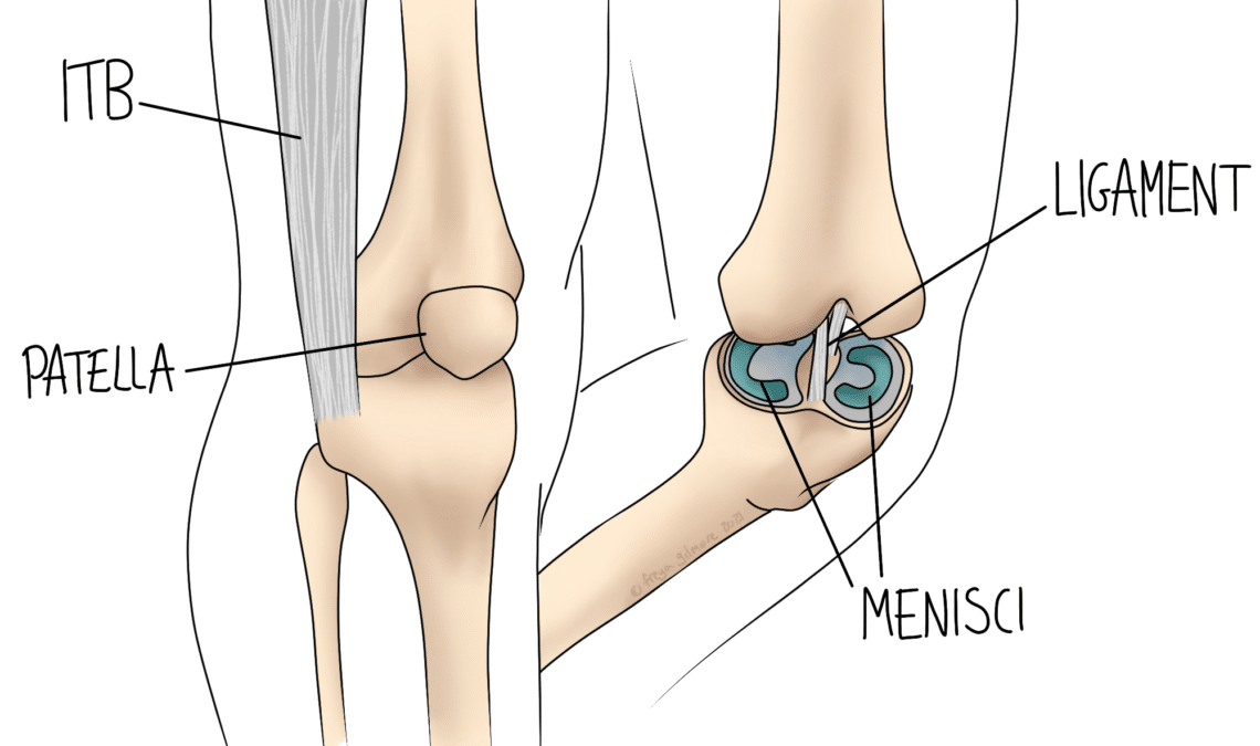 knee anatomy injuries