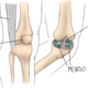 knee anatomy injuries