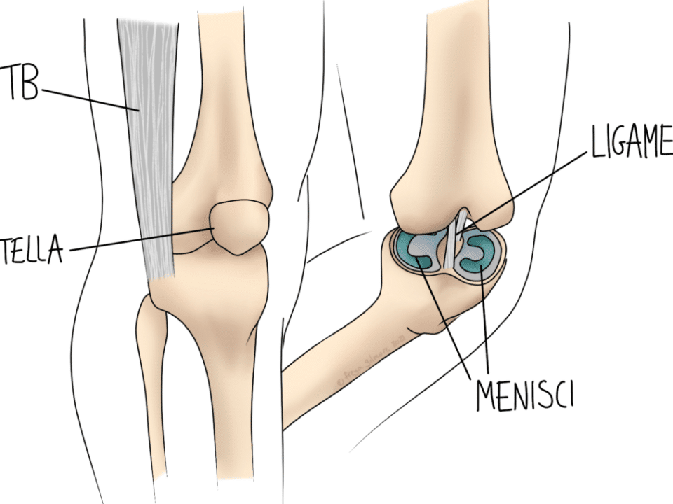 knee anatomy injuries