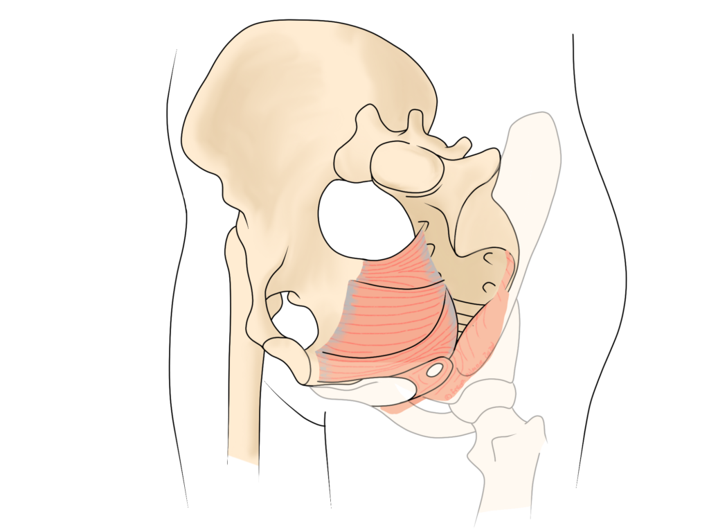 Pelvic floor anatomy