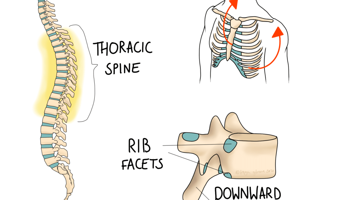 thorax