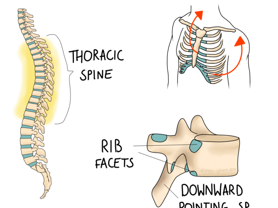 thorax