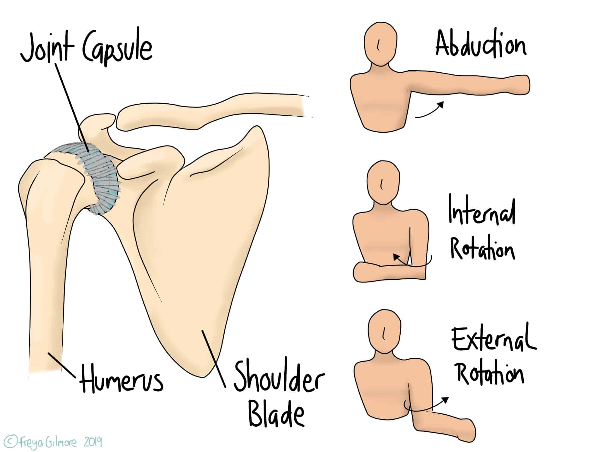 An anatomical diagram shows the shoulder joint, including the humerus, shoulder blade, and joint capsule. Adjacent are three illustrations of arm movements: abduction, internal rotation, and external rotation. Text includes "Joint Capsule," "Humerus," "Shoulder Blade," "Abduction," "Internal Rotation," "External Rotation," and "© Freya Gilmore 2019."