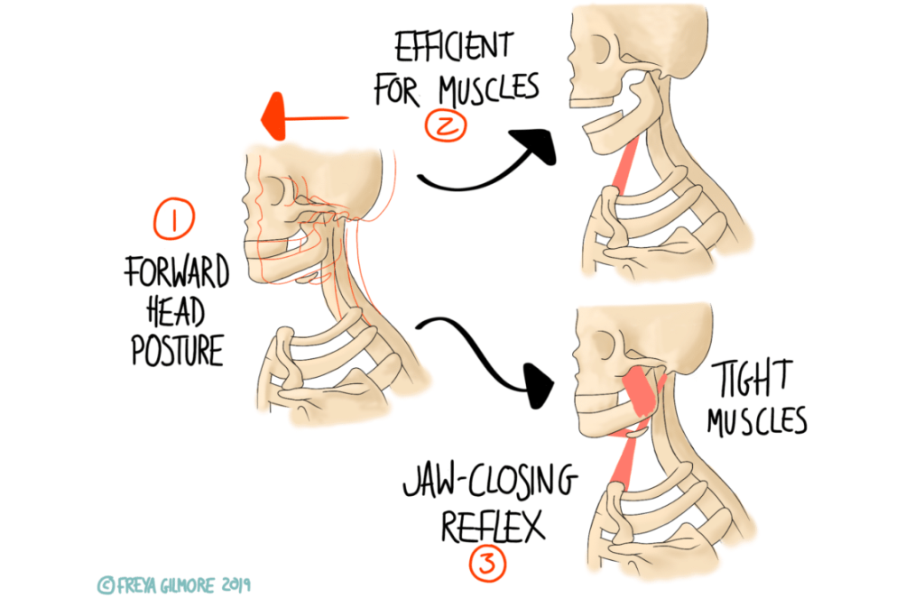 The Stomatognathic System