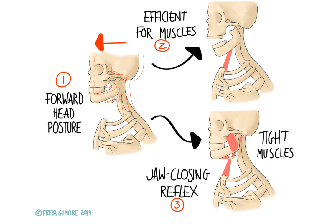 Skeletons depict jaw and neck alignment. Left shows "1. Forward Head Posture" with an arrow; right shows two stages labeled "2. Efficient for Muscles" and "3. Jaw-Closing Reflex" with tension lines. Text: "Tight Muscles." Signature: "© Freya Gilmore 2019."