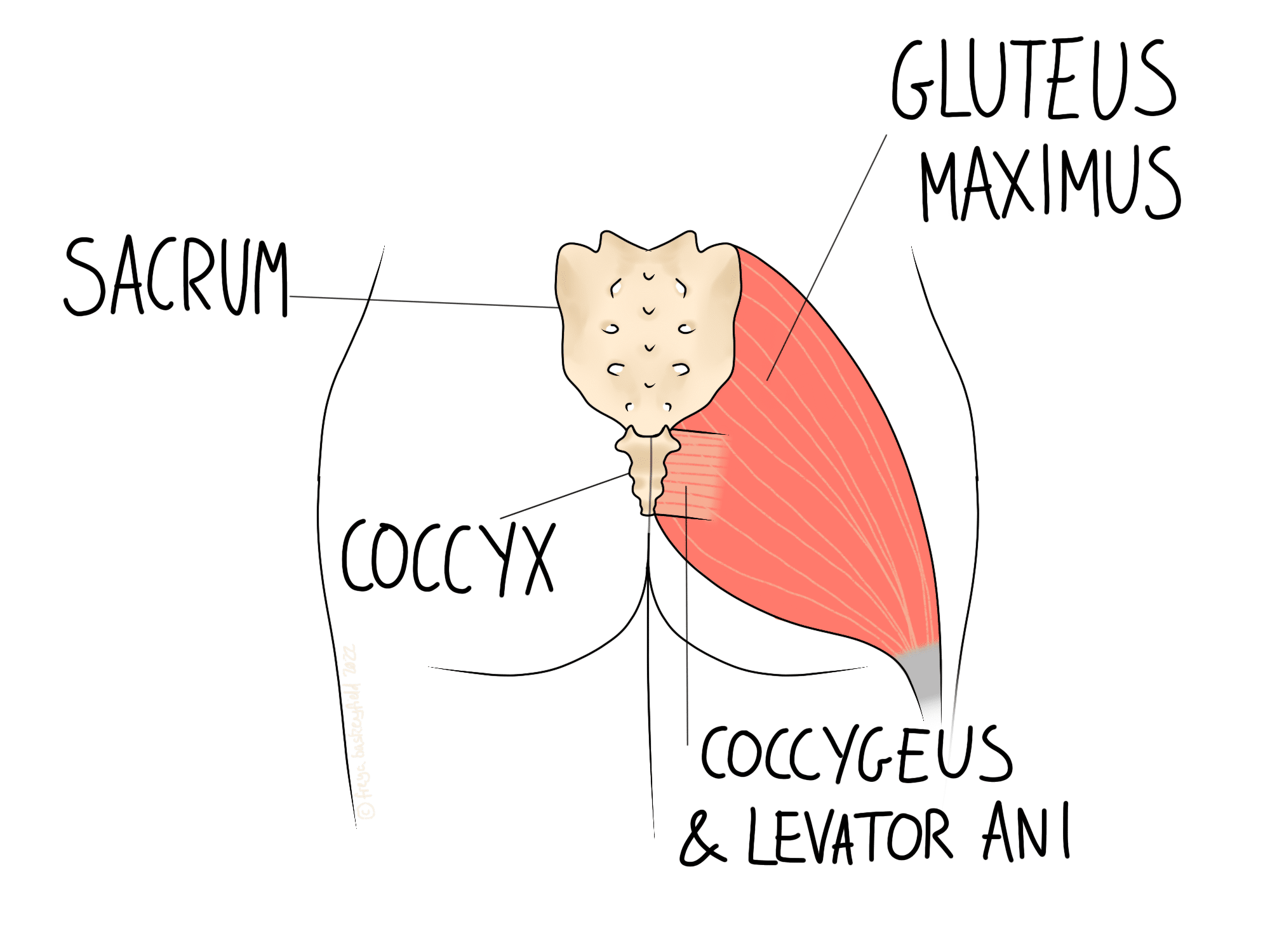 Illustration of human pelvic region; gluteus maximus, sacrum, coccyx, and coccygeus & levator ani muscles labeled. Anatomical side view highlights skeletal and muscular structures.