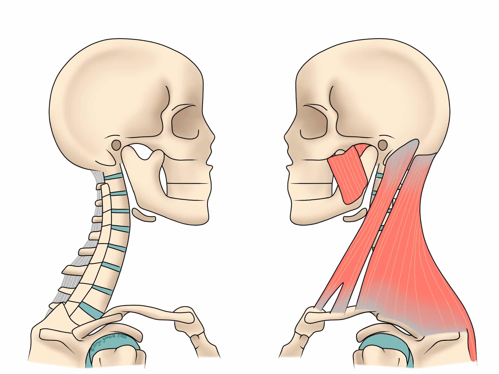Two side-profile anatomical illustrations of a human head and neck; left shows skeletal structure, right shows muscles overlaying the bones. Context highlights anatomical contrast.