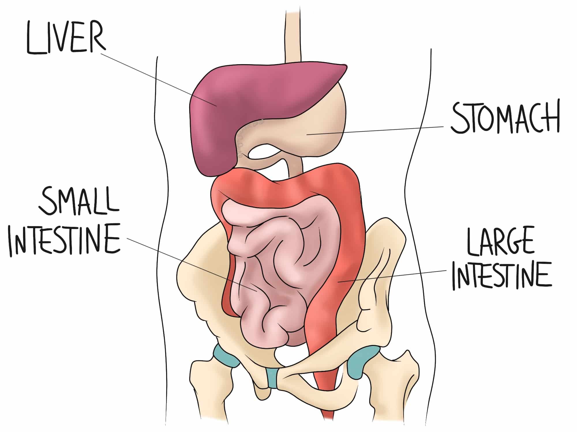 Annotated anatomical illustration features the liver, stomach, small intestine, and large intestine within a human torso, each labeled with handwritten text.