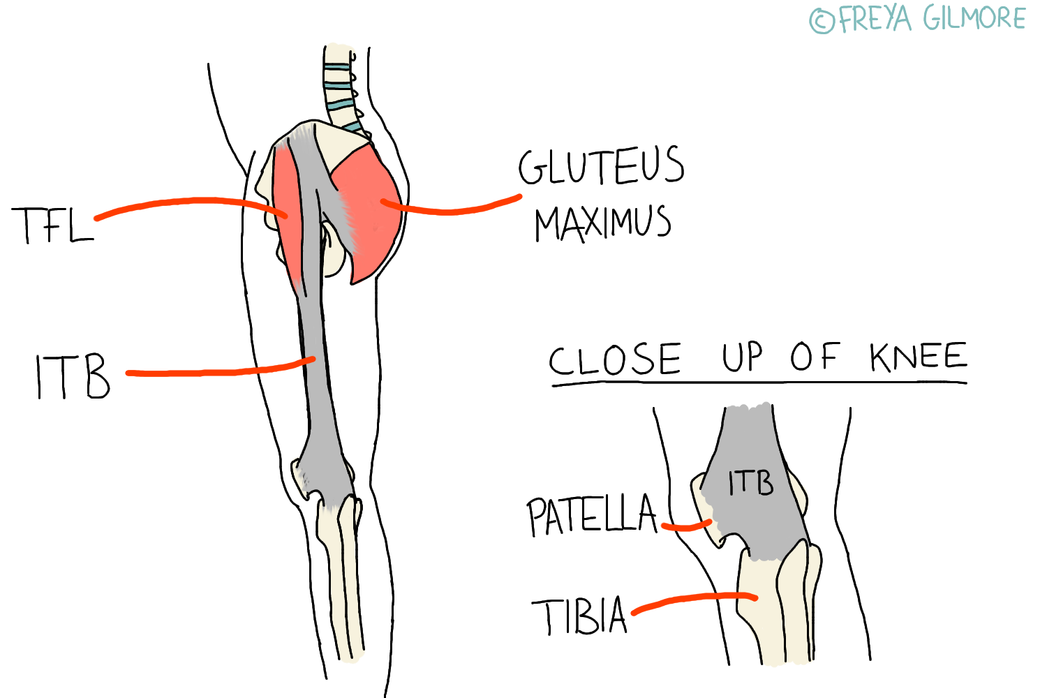 A diagram illustrating the iliotibial band (ITB) along the leg with labels "TFL," "Gluteus Maximus," and "Close Up of Knee." The knee shows "ITB," "Patella," and "Tibia" labeled.