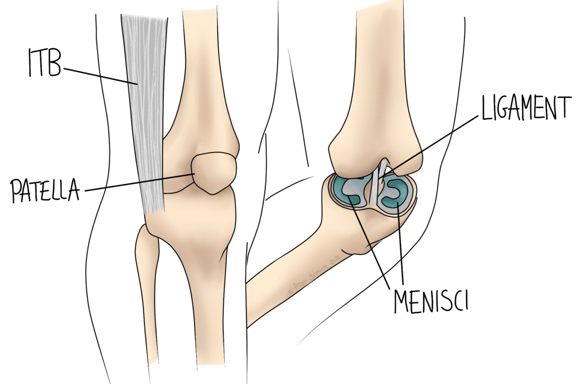 Diagram of a knee joint displaying anatomical features and labeled: ITB, Patella, Ligament, Menisci. The illustration includes both a side view and a cross-sectional view, showcasing joint components.