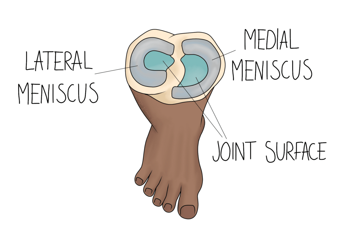 Cross-section of a foot highlighting anatomical structures; labels point to "Lateral Meniscus," "Medial Meniscus," and "Joint Surface," indicating their locations. The cross-section is depicted from above.