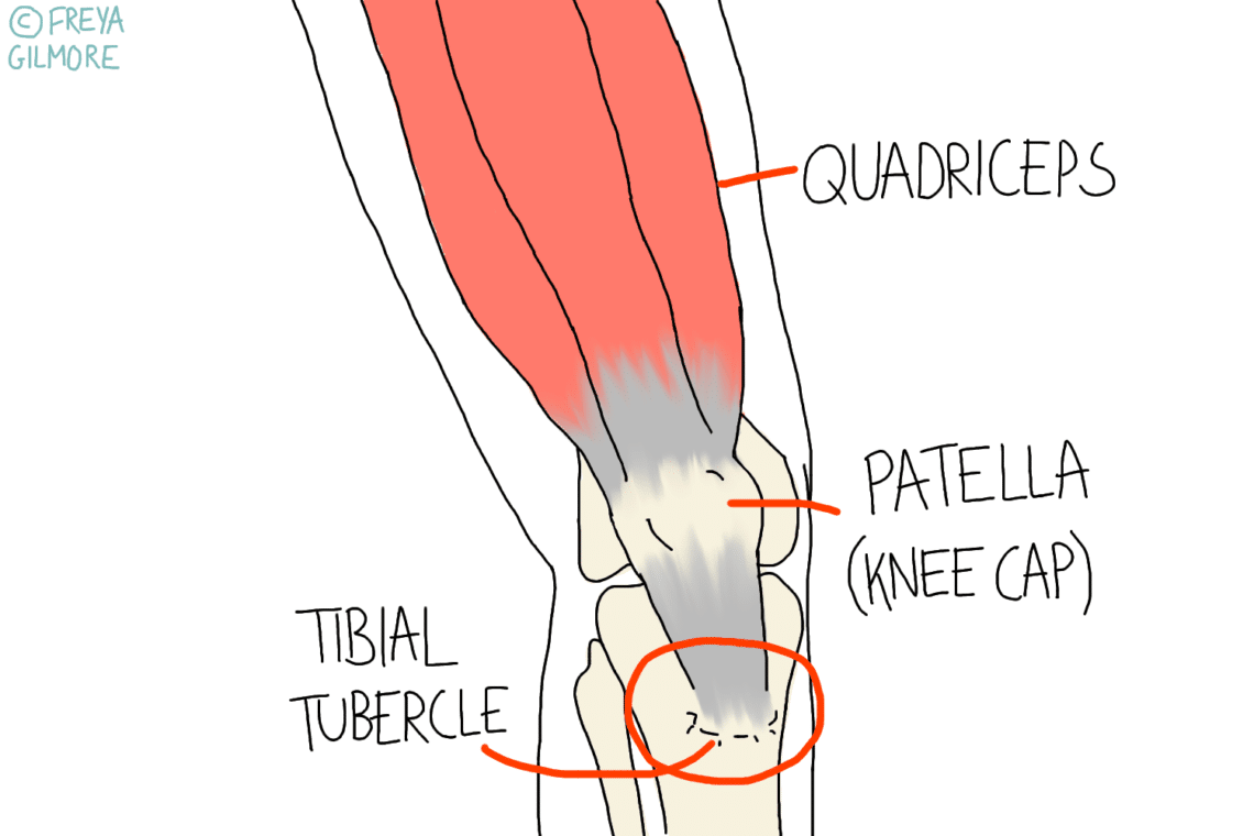 Cross-section of a knee illustrating muscles and bones, featuring labeled quadriceps, patella (knee cap), and tibial tubercle. Copyright symbol with "© FREYA GILMORE" at the top left.