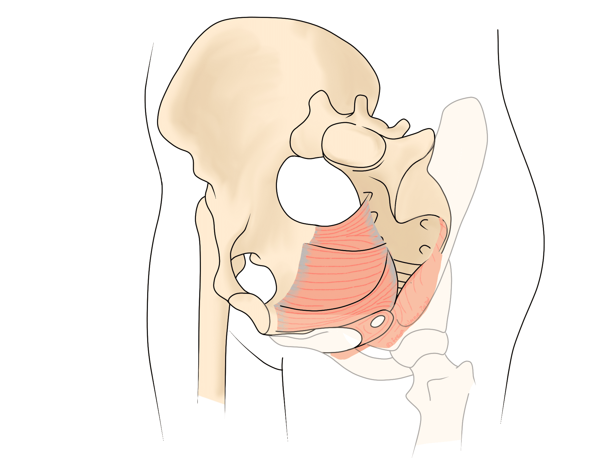 Anatomical illustration of pelvic bones showing layers of red muscle fibers expanding from the spine and connecting to the hip area, demonstrating interior muscle structure. Surrounding transparent outlines suggest body contours.