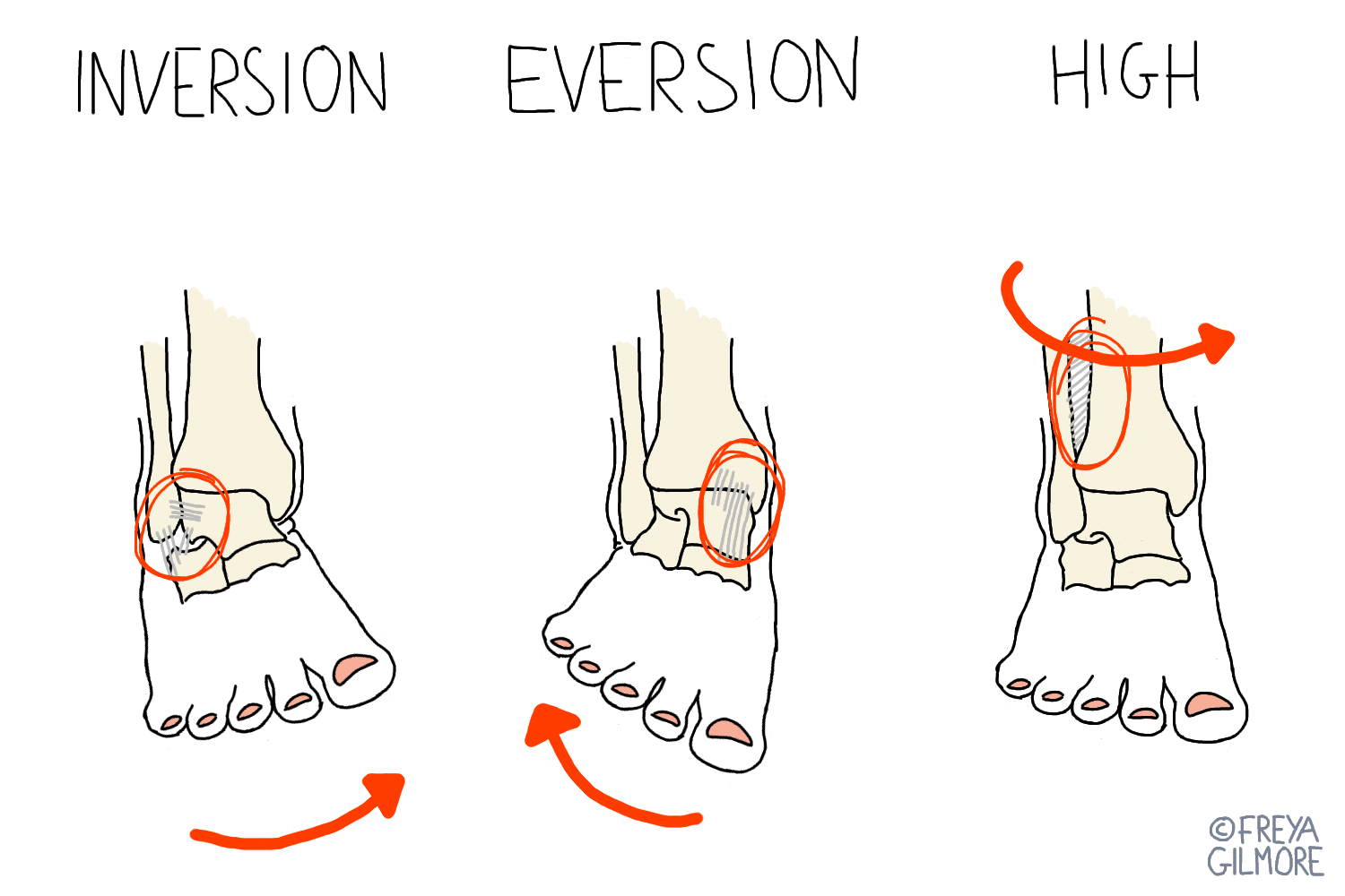 Foot illustrations show inversion, eversion, and high ankle positions. Inversion and eversion highlight ankle movement with circles and arrows; high indicates rotation. Text: "INVERSION," "EVERSION," "HIGH." ©Freya Gilmore.