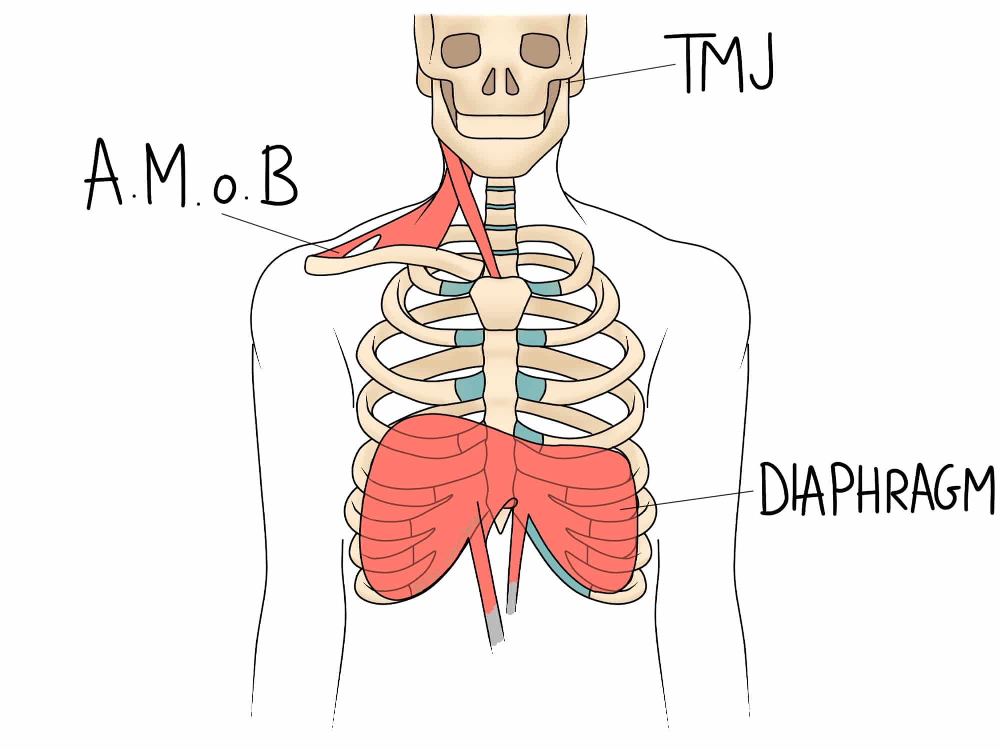 A skeletal diagram highlights anatomical features including "TMJ" at the jaw, "A.M.o.B" near the shoulder, and "DIAPHRAGM" at the lower ribcage, all set against a plain background.