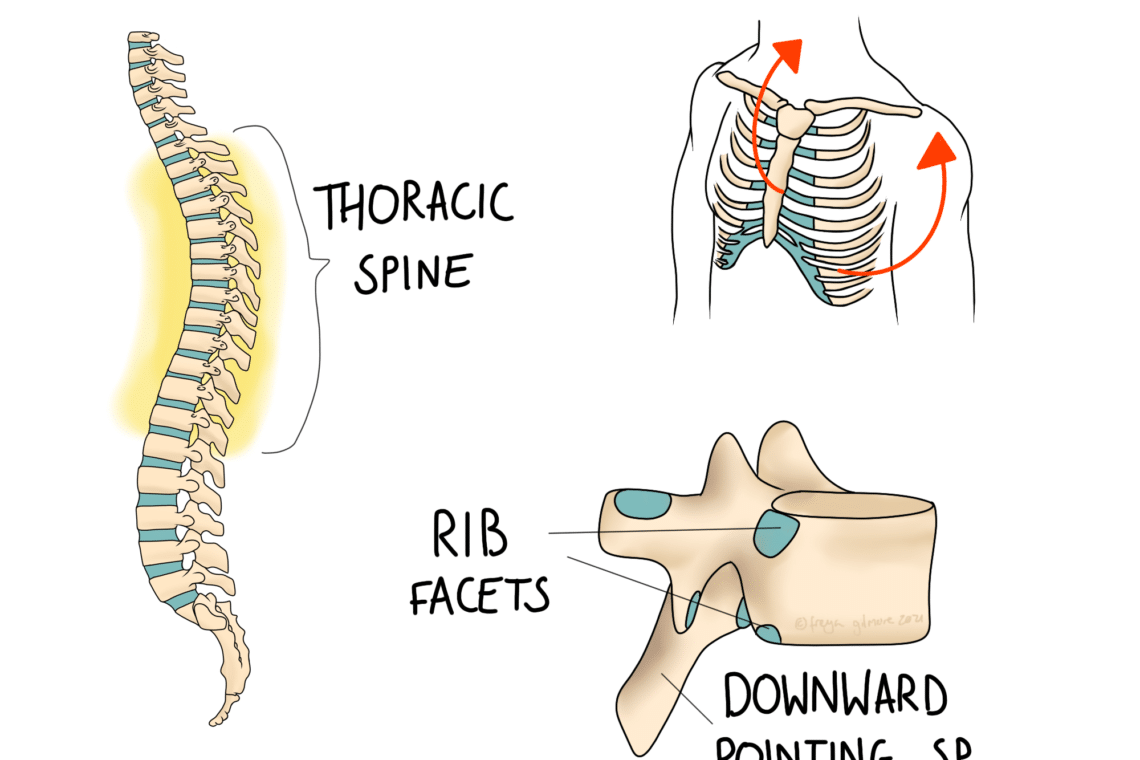 The illustration shows the thoracic spine with vertebrae and rib facets labeled. Arrows indicate ribcage rotation. Spine detail includes downward-pointing spinous processes. Text: "THORACIC SPINE," "RIB FACETS," "DOWNWARD POINTING SP."