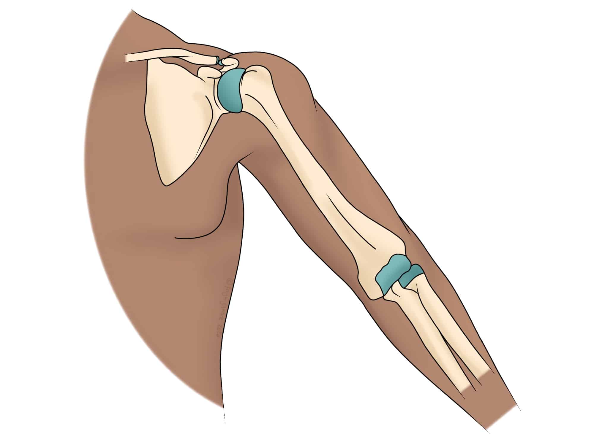 A stylized anatomical illustration shows an arm's skeletal structure, focusing on shoulder and elbow joints, depicted in blue. The surrounding context is a simplified, flesh-toned representation of the arm.